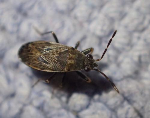 Peritrechus geniculatus